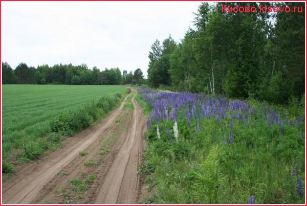 Июнь, дорога в Карпово 1
